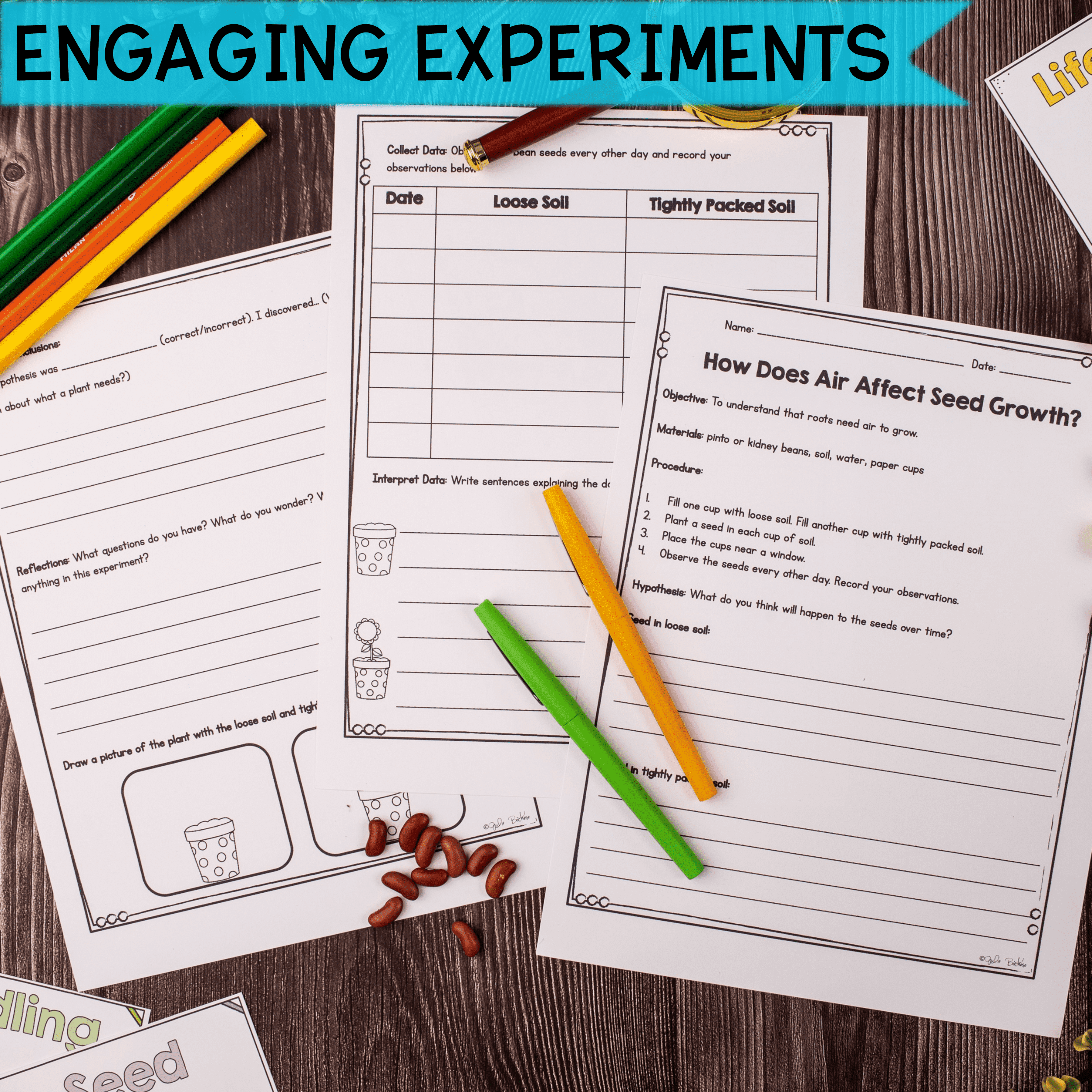 Plant Life Cycle 1st & 2nd Grade Science Unit Worksheets Activities Experiments - Image 3