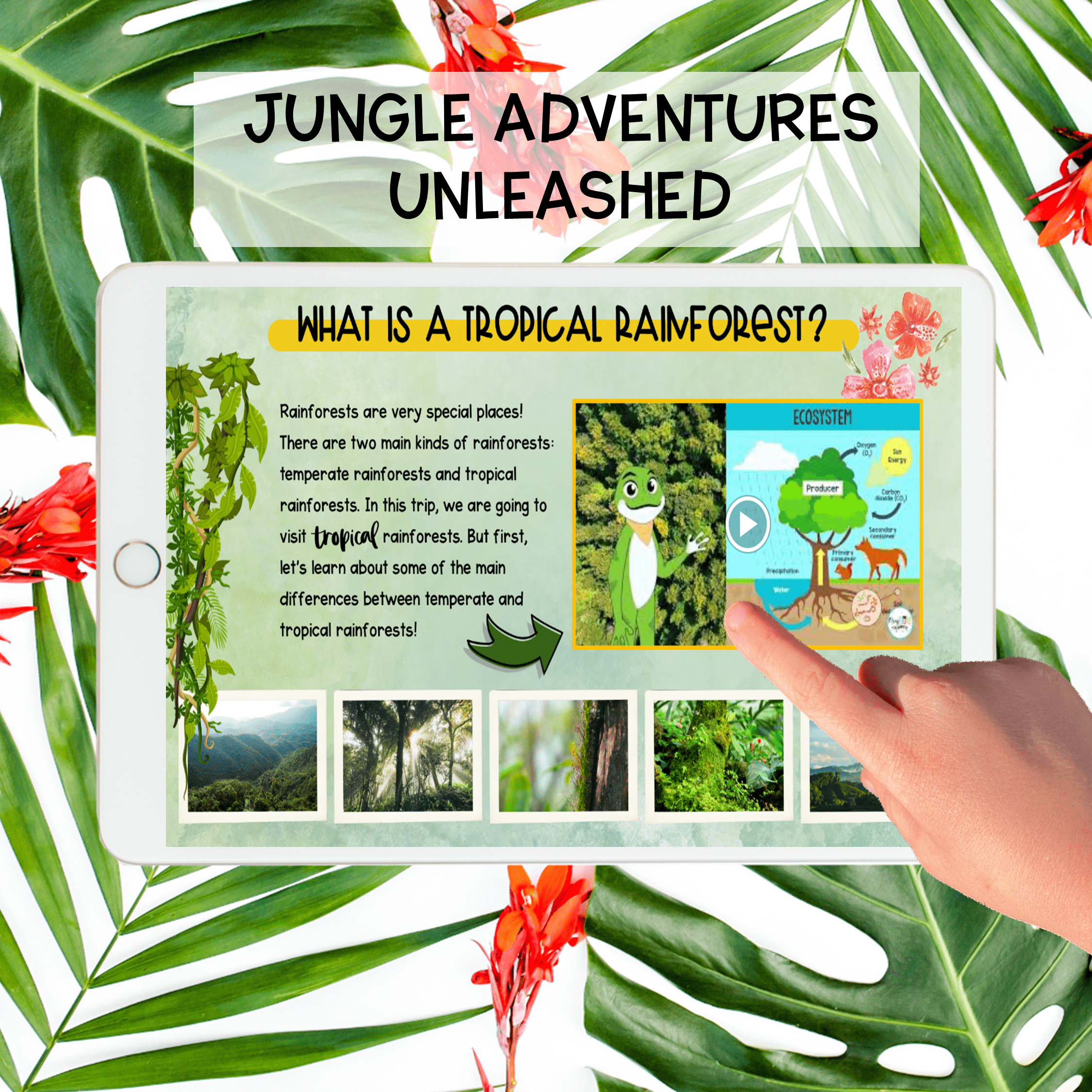 Rainforest Virtual Field Trip Activity Animal Adaptations Habitats Layers Amazon - Image 3
