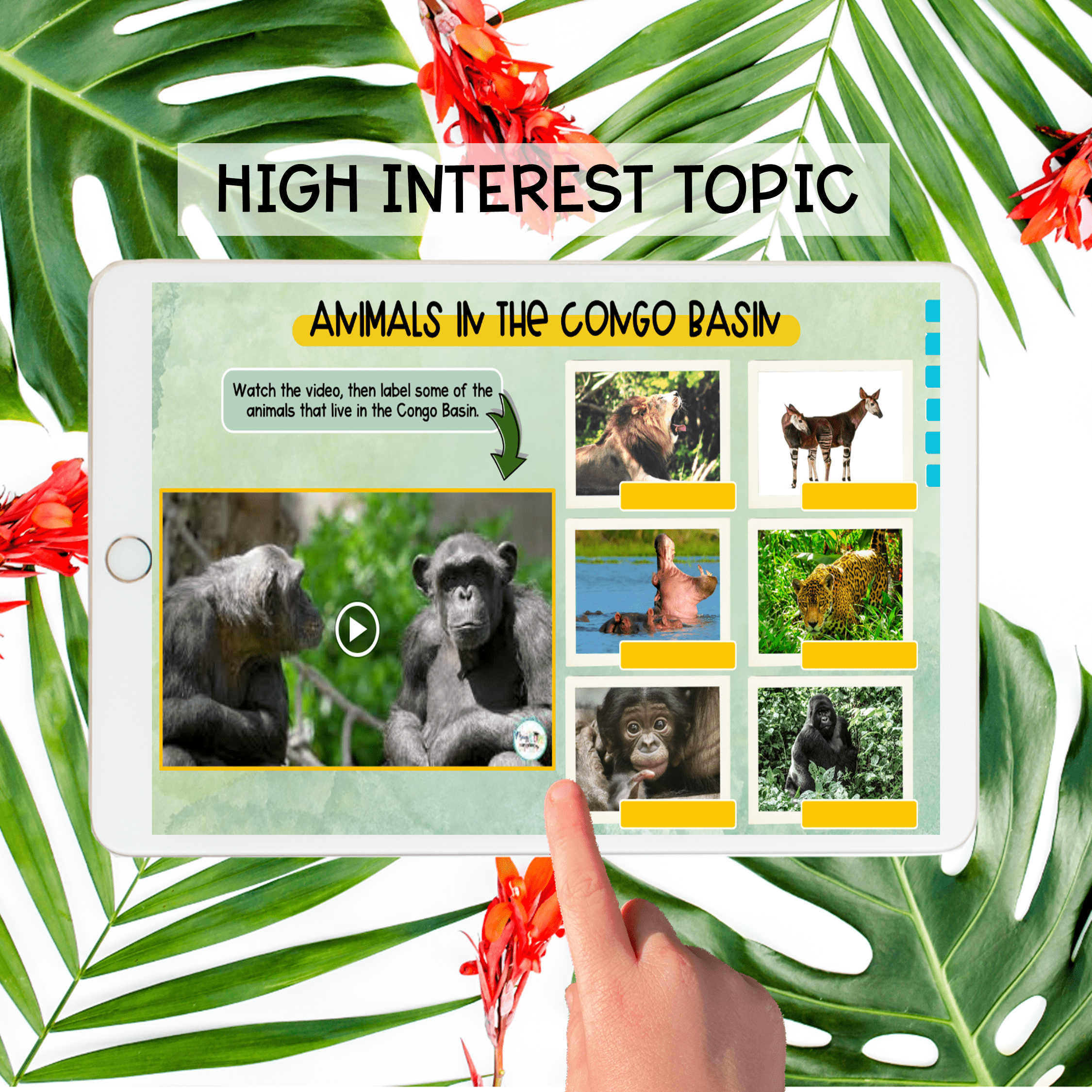 Rainforest Virtual Field Trip Activity Animal Adaptations Habitats Layers Amazon - Image 5