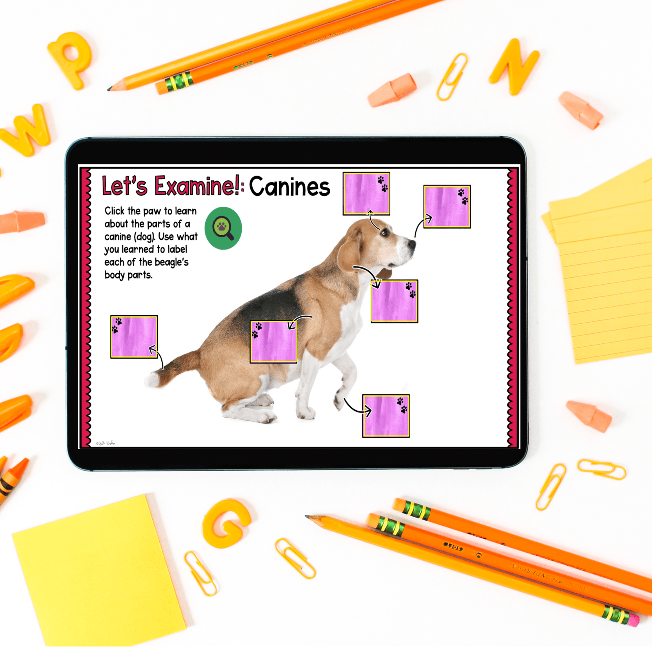 Virtual Field Trip Animal Clinic Vet Google Slides Digital Resource Activities - Image 4