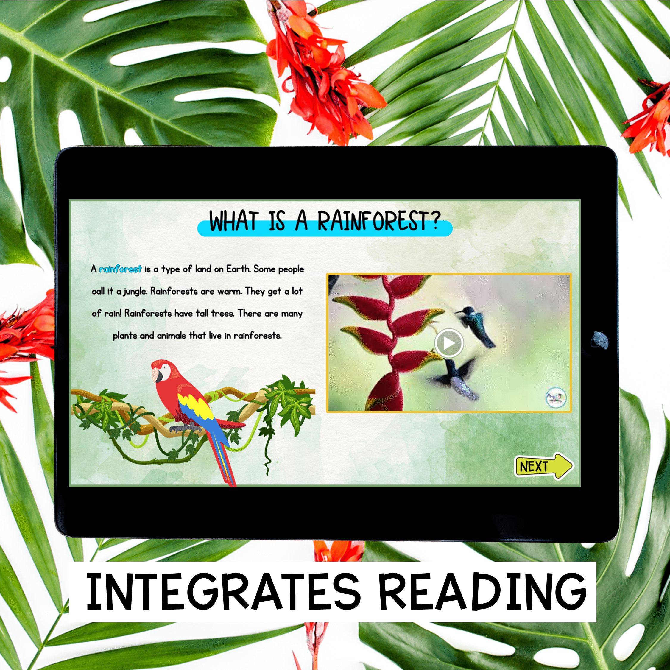 Rainforest Virtual Field Trip Activity Kindergarten & 1st Grade Habitat Animals - Image 3