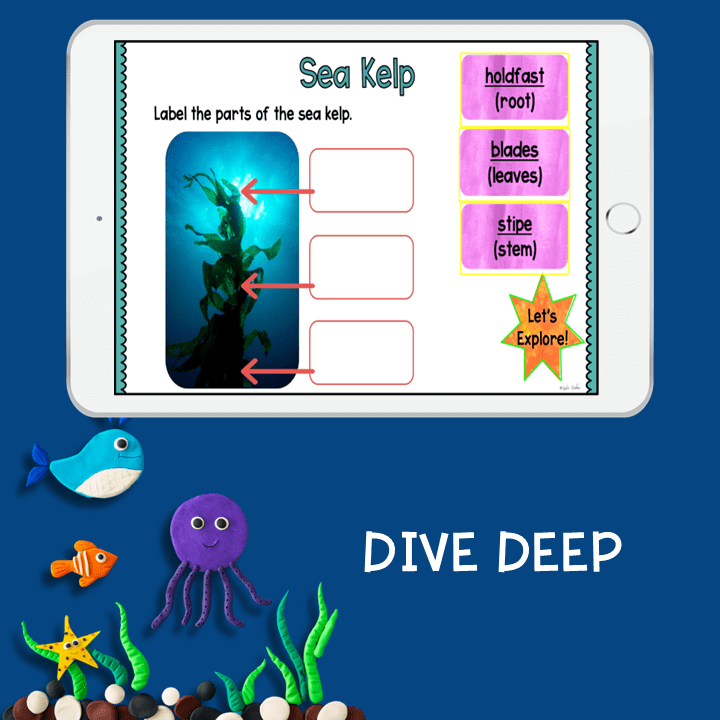 Ocean Animals Habitat Biology Virtual Field Trip K & 1st Grade Digital Activity - Image 5