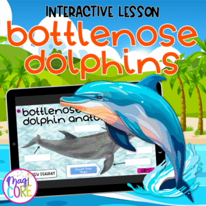 Dolphins Interactive Lesson Digital Activity Ocean Animals Life Cycle Habitat
