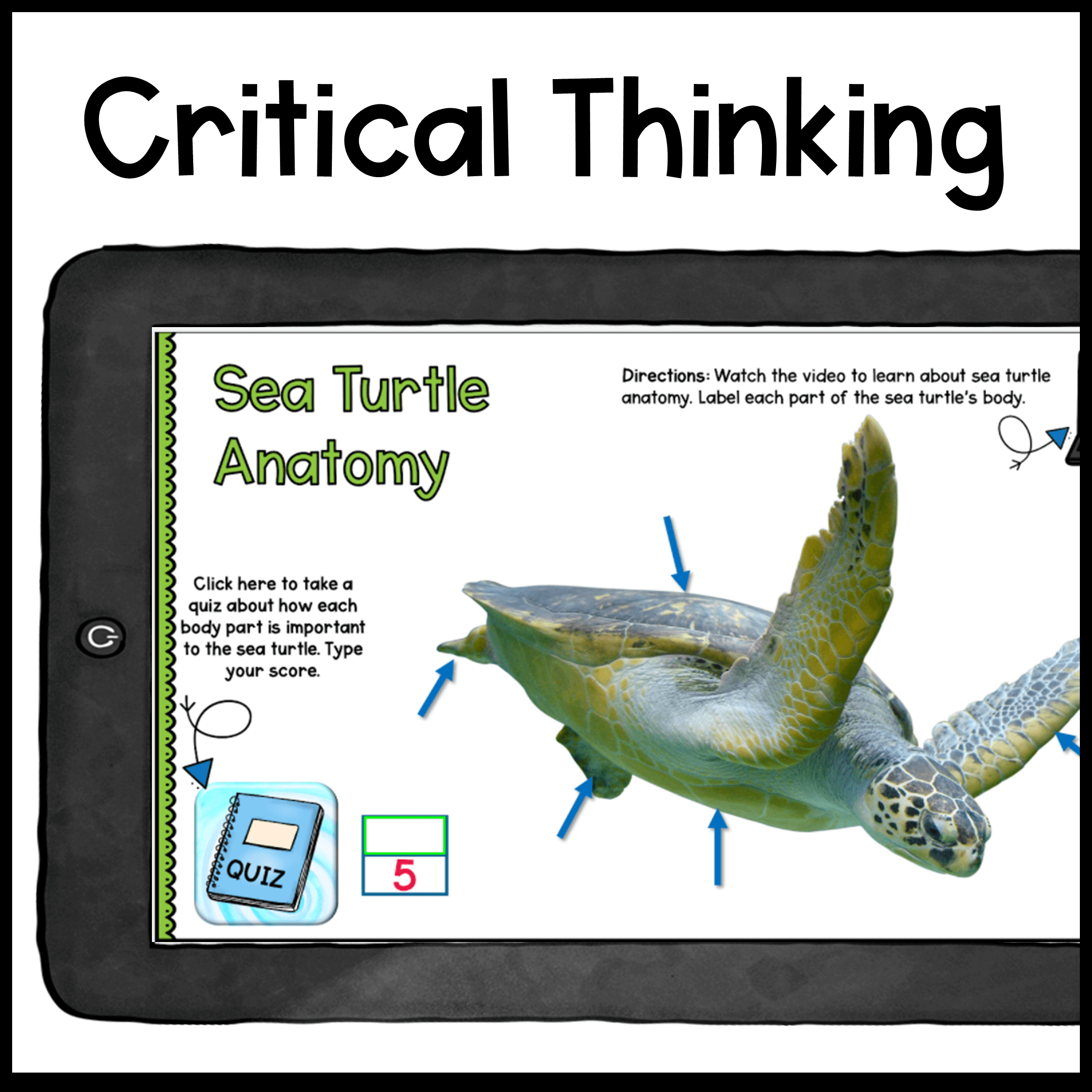 Sea Turtles Digital Research WebQuest - 2nd-5th Grade - Google Slides - Image 6