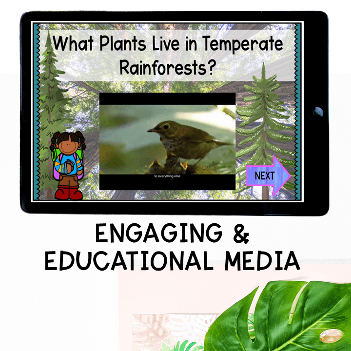 Virtual Field Trip - Temperate Forest Biome 1st Grade Google Slides & Seesaw - Image 6