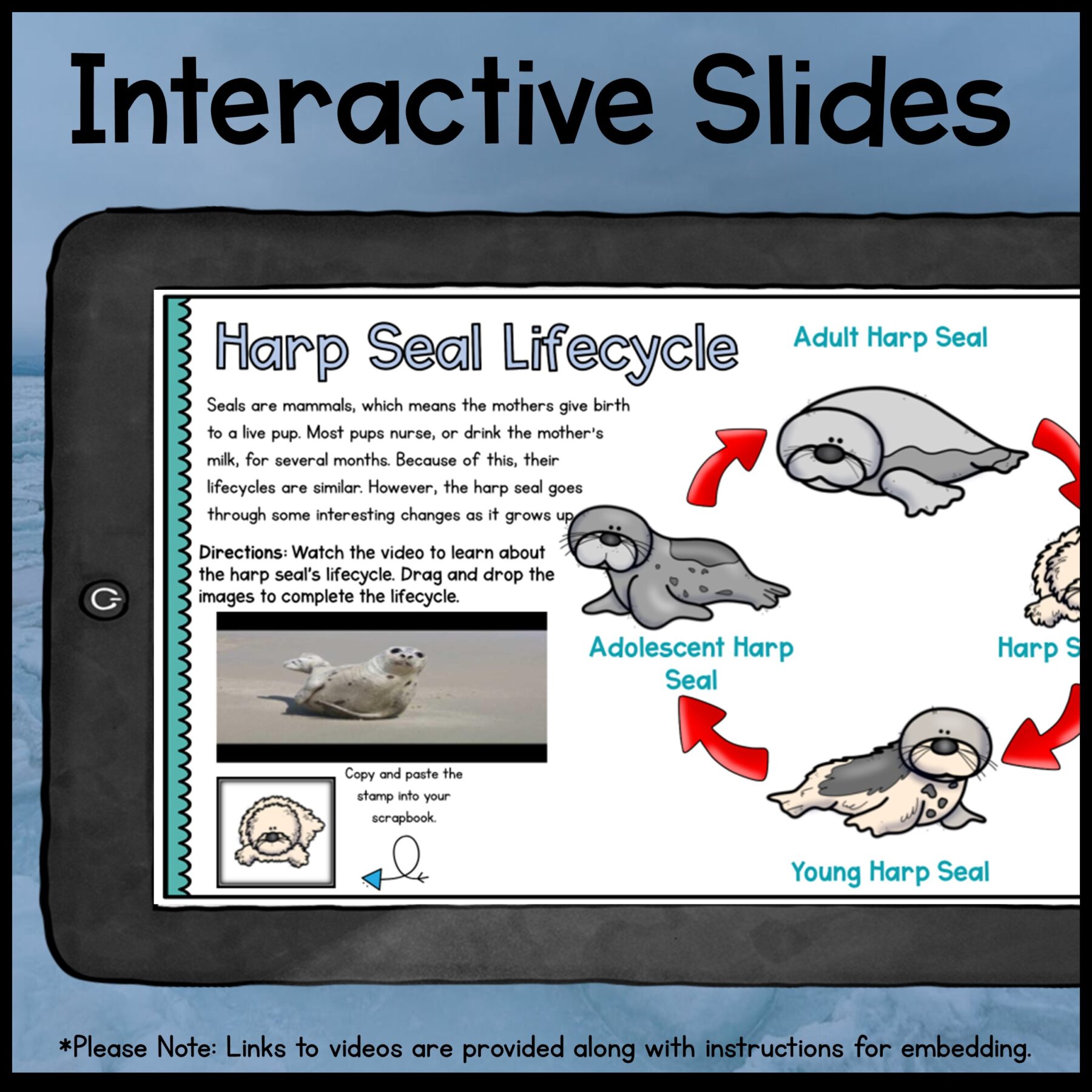 Ocean Animals Webquest Bundle & Report Writing Bonus - 2nd-5th Grade - Image 11