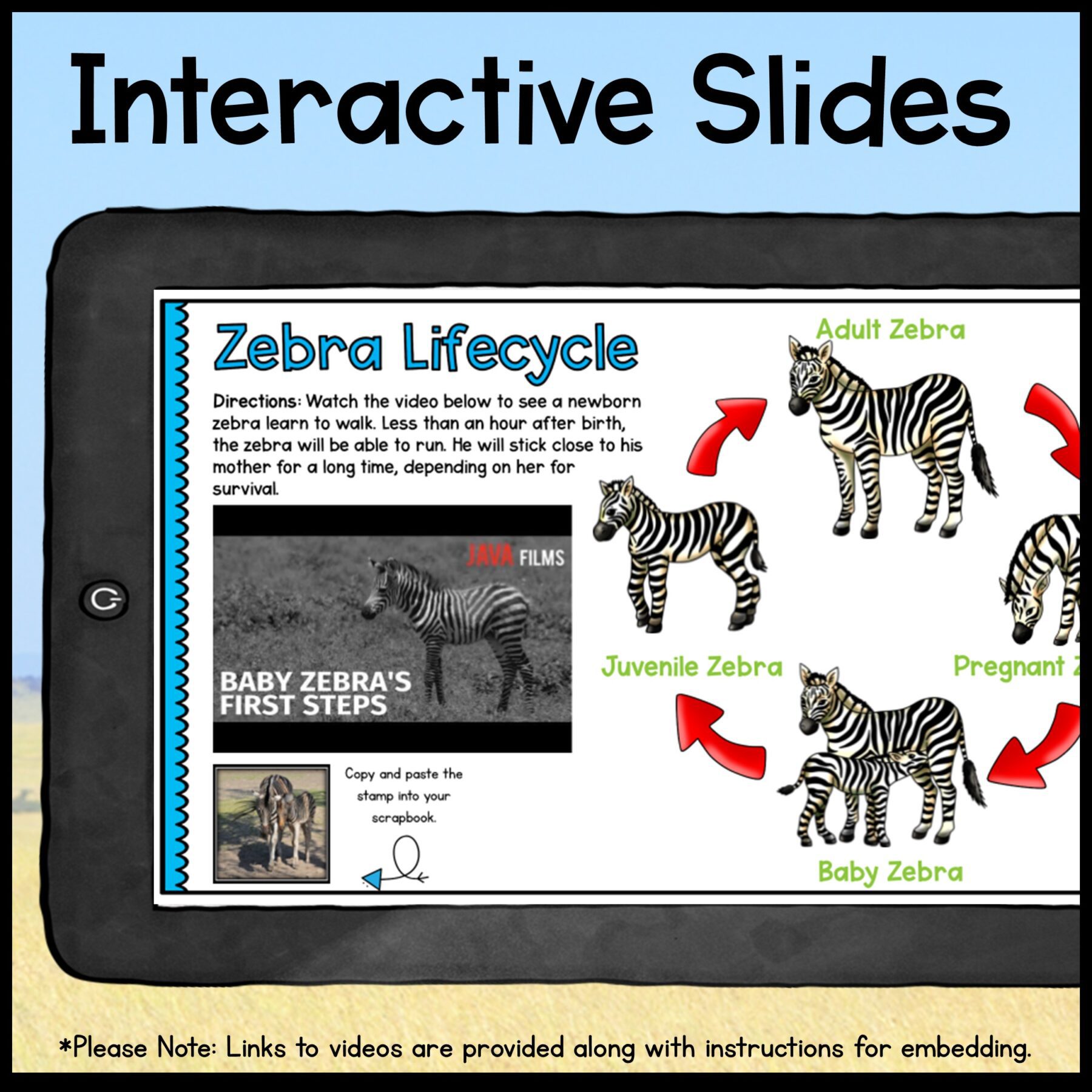 Zebras Digital Research WebQuest - 2nd-5th Grade - Google Slides - Image 5