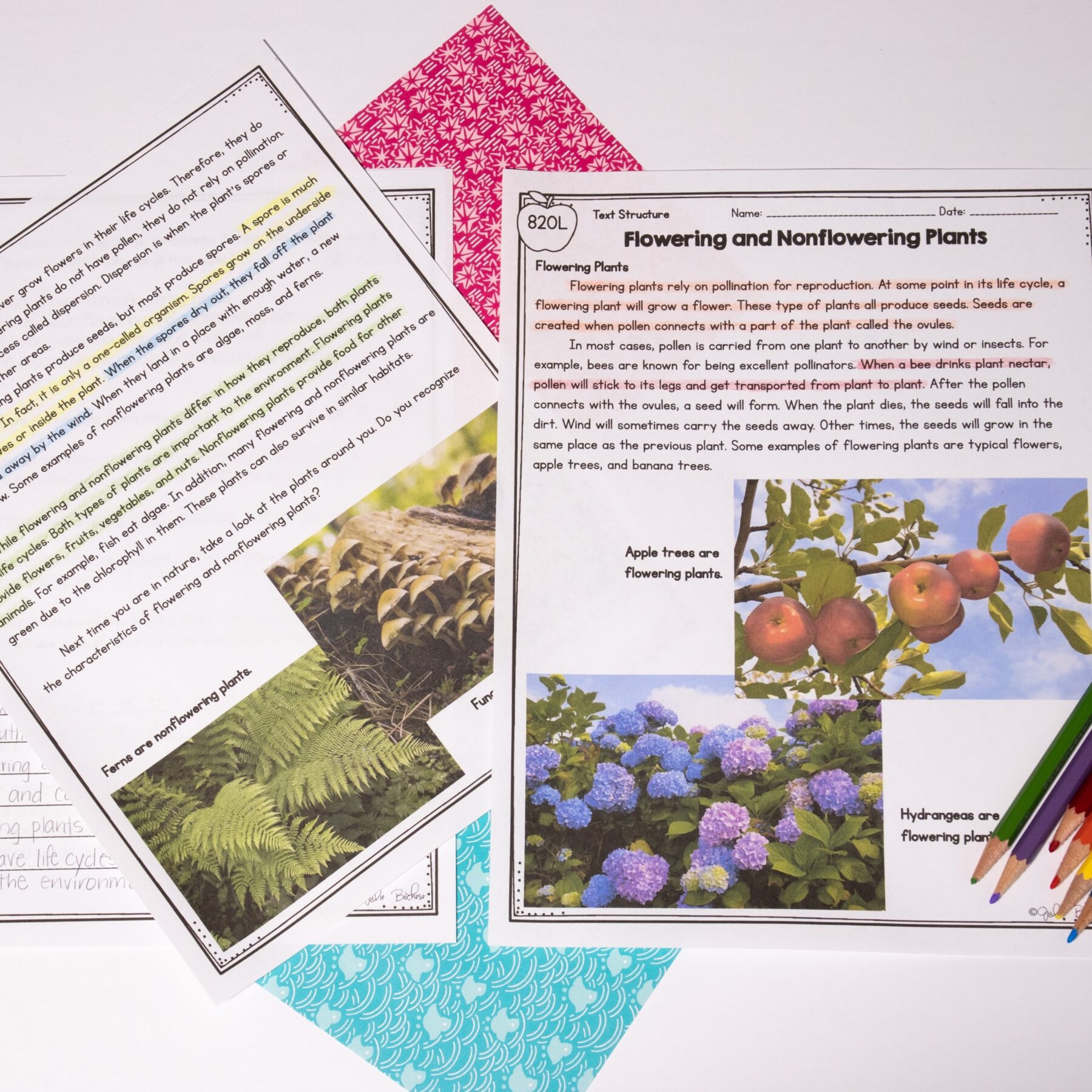 Text Features & Structure - 5th Grade Florida BEST Standards - ELA.5.R.2.1 - Image 5