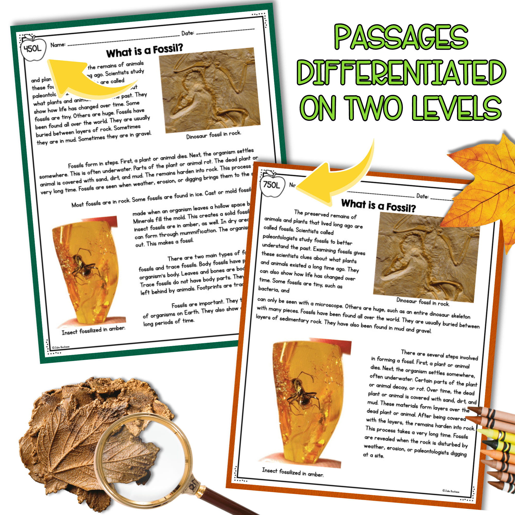NGSS Differentiated Passages: Fossil Evidence of Past Environments - 3-LS4-1 - Image 2