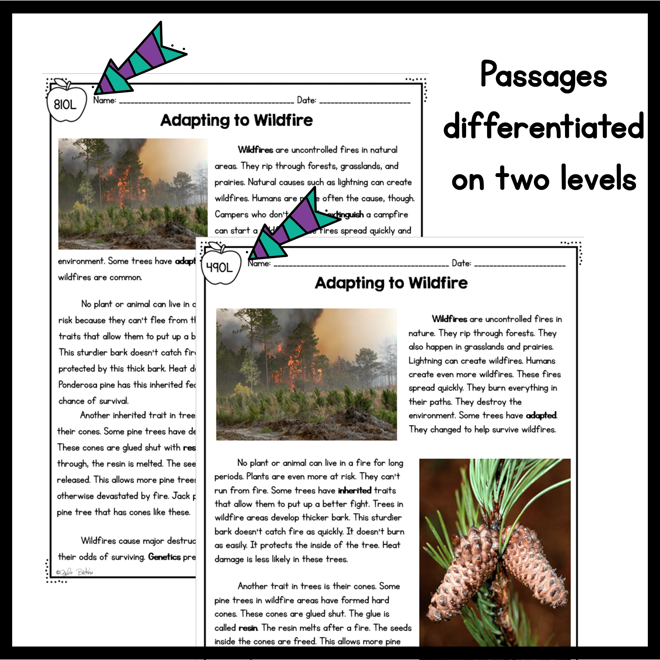 3rd Grade NGSS Differentiated Science Passages Bundle - Image 7